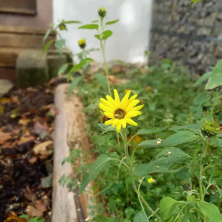 Eifel-ferienhaus, Haus Achtzehn77 Bitburg