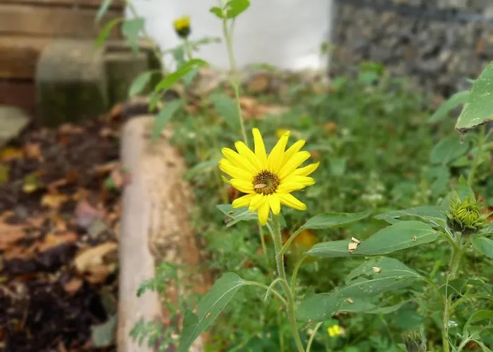 Eifel-ferienhaus, Haus Achtzehn77 Bitburg